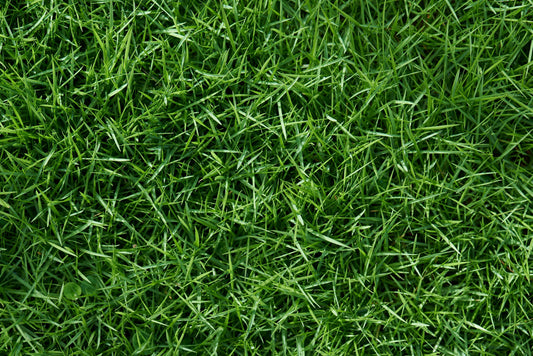 How to Make Your Grass Green: Expert Tips