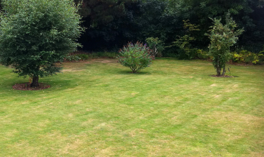 Close-up of a brown and patchy lawn with dry, discoloured grass and bare spots caused by drought or lawn disease