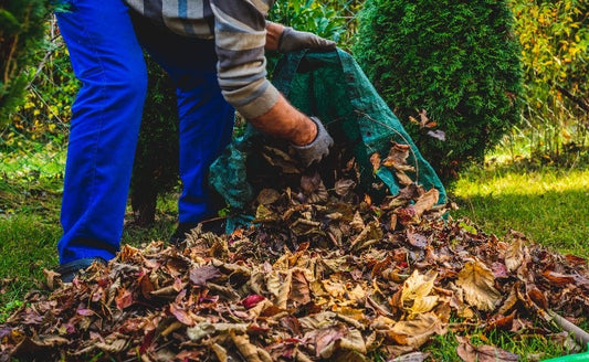 Gardener picking up Autumn leaves 