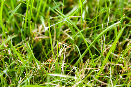 Red Thread Lawn, Red Thread in Lawns, Treatment for Red Thread, Red Thread Grass Treatment