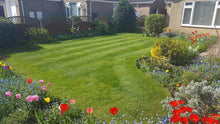 GreenThumb Lincoln striped lawn with tulips