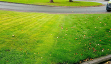 GreenThumb treated lawn
