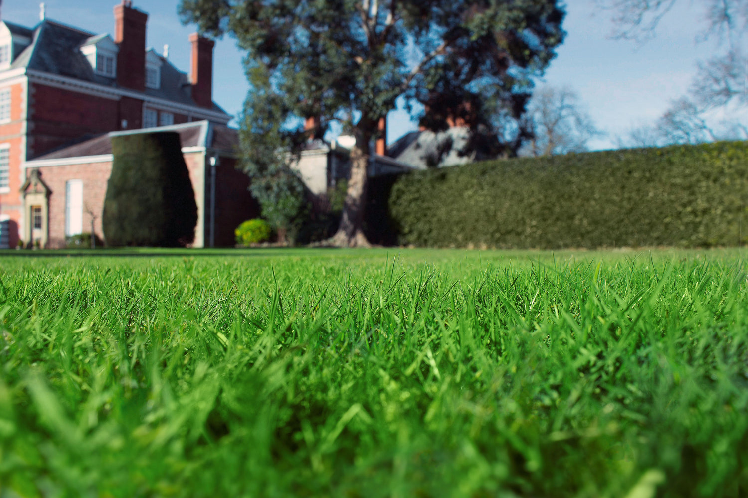 green, thick grass with a stately home in the background