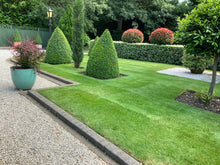 Modern Garden with a fantastic looking lawn that is treated by GreenThumb Croydon and Bromley