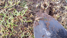 Lawn Pest found in a damaged lawn that GreenThumb Aberdeen were asked to treat