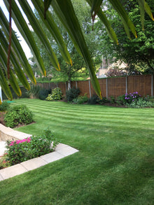 Stripes on a healthy green lawn treated by GreenThumb Banbury