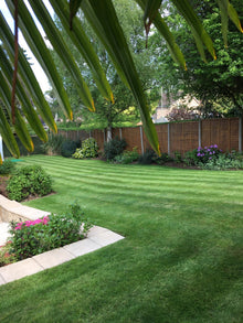 lovely striped green lawn treated by greenthumb warwick