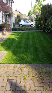 A healthy small lawn treated by GreenThumb Croydon and Bromley