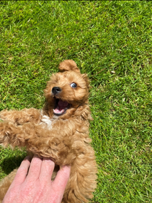 dog enjoying lawn treated by GreenThumb Peterborough