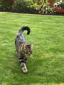 little cat on the lawn treated by GreenThumb Peterborough