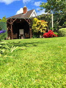 Close up of summer lawn treated by GreenThumb Denbighshire