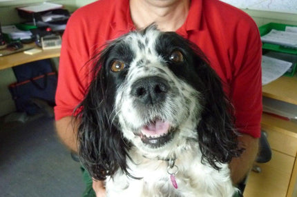 Black and White Spaniel dog, GreenThumb Bath Office Security