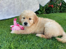 greenthumb grantham & bourne puppy on a lovely green lawn