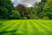 beautiful lawn treated by GreenThumb Newcastle