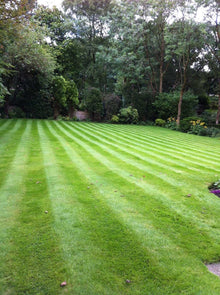 Healthy green grass treated by GreenThumb Bolton West