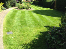 health, thick  GreenThumb lawn with flowers