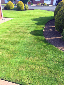 front lawn treated by GreenThumb Denbighshire