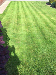 close up of lush lawn treated by GreenThumb Gwynedd