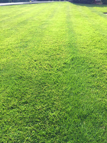 close up of lush lawn treated by GreenThumb Denbighshire