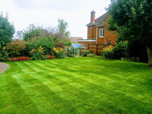Previously dead looking lawn now healthy and green after treatments by GreenThumb Birmingham North