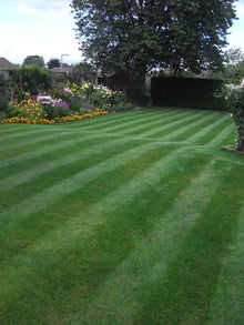 Stripey green lawn treated by GreenThumb Stafford 