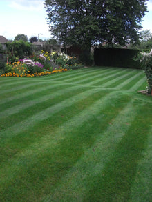 Stripey green lawn treated by GreenThumb Stafford