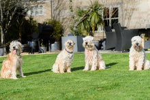 four dogs sitting on the lawn treated by GreenThumb Peterborough