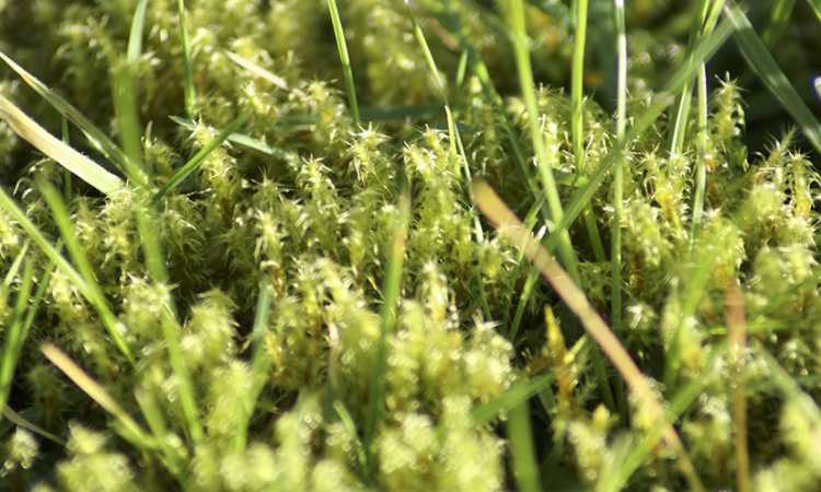 Close up picture of moss within grass 