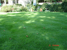 Green Autumn lawn treated by GreenThumb Swindon