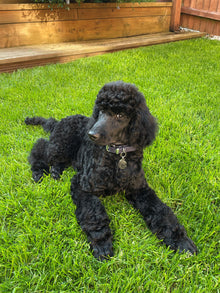 gorgeous dog lying on the lawn treated by GreenThumb Peterborough