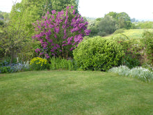 A lovely garden with a lawn treated by the team at GreenThumb Banbury