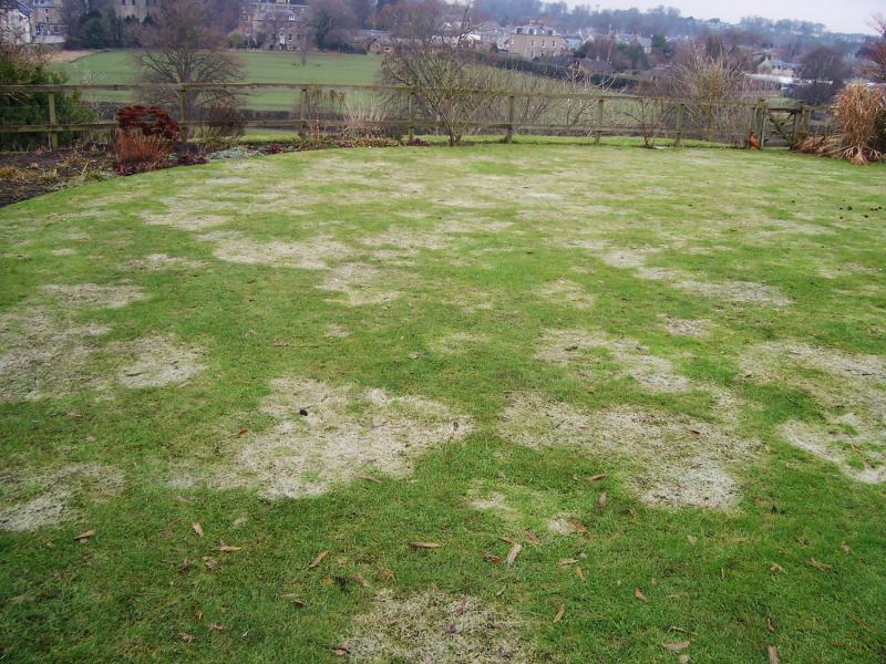 Patches of white spots on a winter lawn (snow mould)