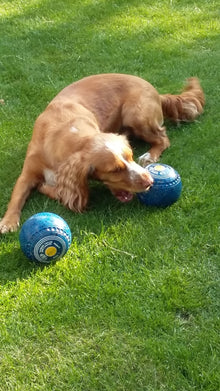 dog enjoying the lawn treated by GreenThumb Peterborough