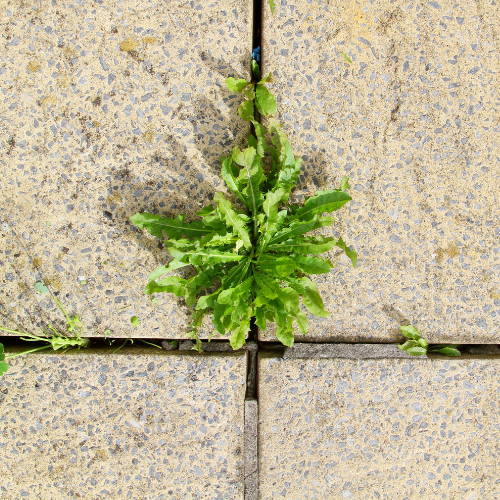 Patio Weed Killer