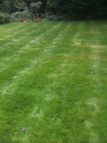 Beautiful lawn from GreenThumb Wakefield