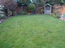 lawn before treated by GreenThumb Birmingham South West