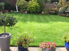 A lovely small garden with a pristine lawn treated by GreenThumb Croydon and Bromley
