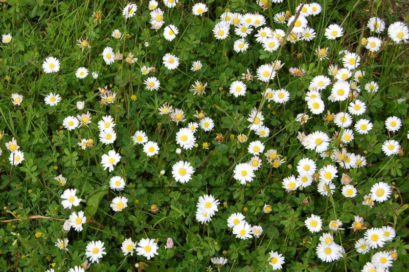 daises within grass
