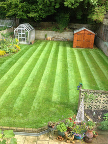 A vibrant lawn that has been treated by GreenThumb Croydon and Bromley