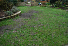 Lawn before it was treated by GreenThumb Halifax