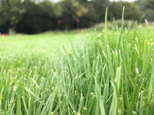 Lush grass blades