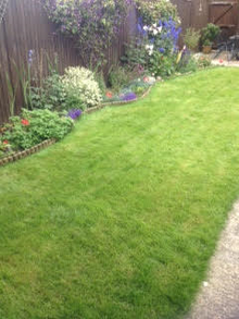 spring lawn treated by GreenThumb Salisbury