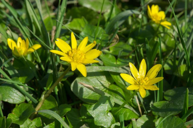Lesser Celandine within a lawn