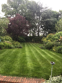 Healthy Green lawn treated by the team at GreenThumb Croydon and Bromley