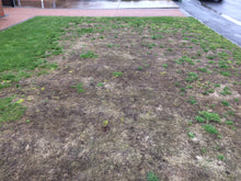 GreenThumb Louth Lawn before treatment 