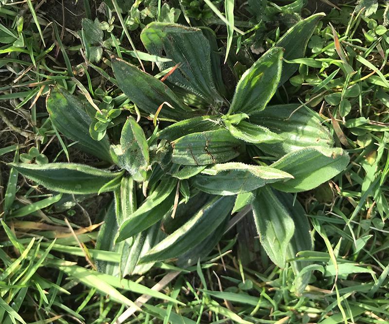 plantain within the lawn
