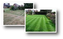 Lawn before treatment and after treatment by GreenThumb Stafford