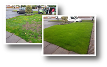 Lawn before treatment and after treatment by GreenThumb Stafford