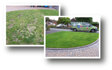 Lawn before treatment and after treatment by GreenThumb Stafford