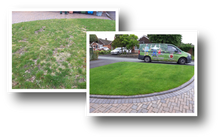 GreenThumb Ashbourne before and after lawn treatment photo 